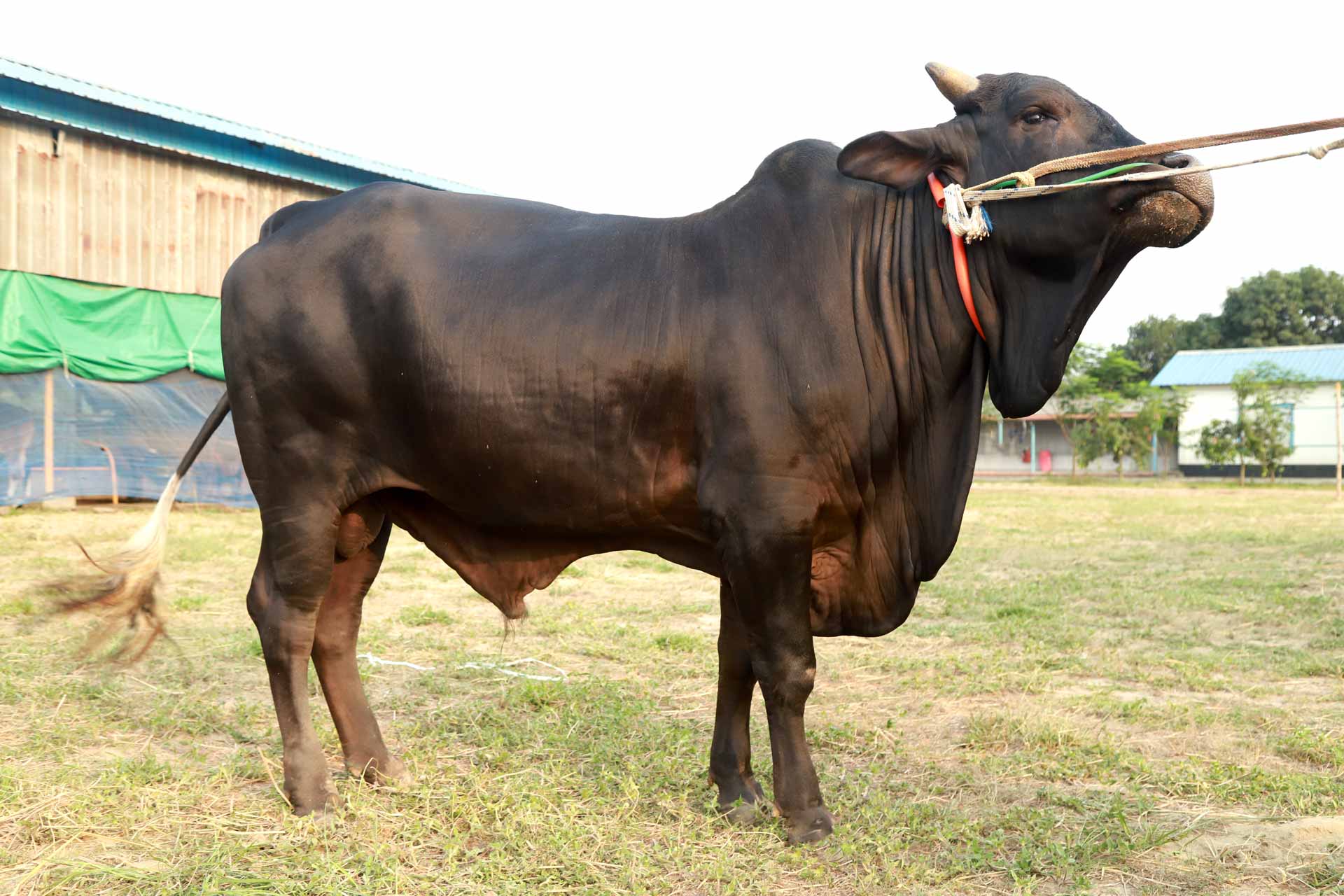 কালো মানিক — দেশী গরু